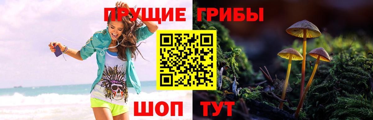 Псилоцибиновые грибы Cubensis Шебекино
